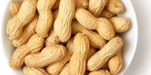 Groundnut