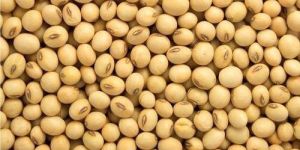 Soybean
