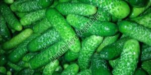 Fresh Gherkins
