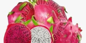 Fresh Dragon Fruit