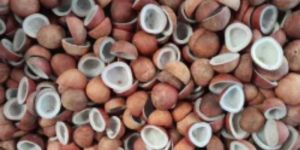 Dried Copra Coconut