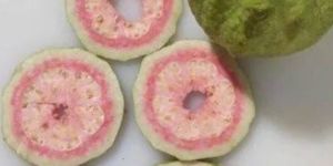 Dehydrated Guava