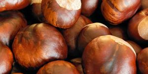 HORSE CHESTNUT