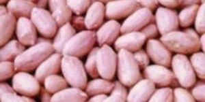 HPS Groundnut Kernels