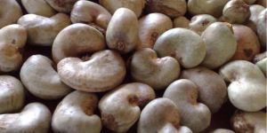 Raw Cashew