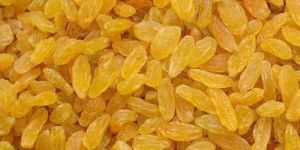 Yellow Raisins