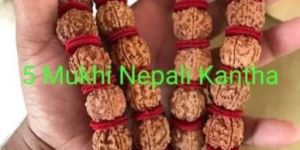 5 Mukhi Rudraksha Beads