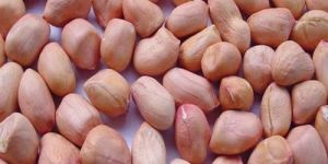 Groundnut Seeds
