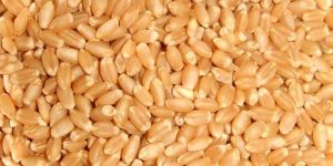 Wheat Seeds