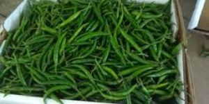 Fresh Green Chilli