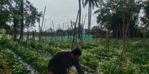 Fresh Vegetables