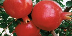 Pomegranate Fruit