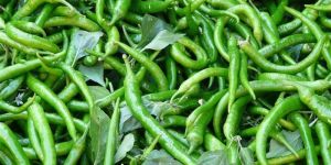 Fresh Green Chilli
