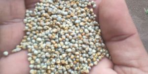 Organic Pearl Millet