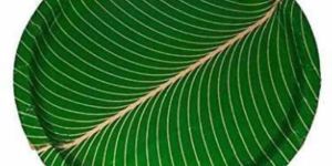 12 Inch Disposable Paper Plates