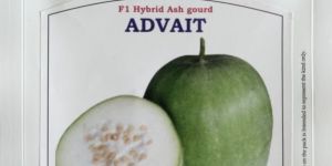 Advait Hybrid Ash Gourd Seeds