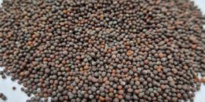 Black Mustard Seeds