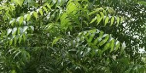 Neem Leaves