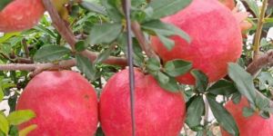 Pomegranate Fruit