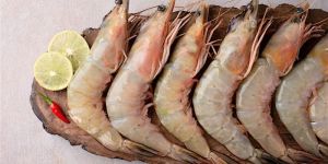 Ocen White Prawns