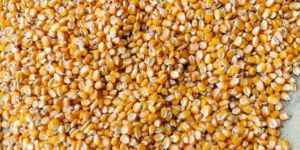 Yellow Corn Seeds