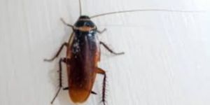 Cockroach Control Services