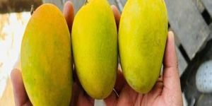 Devgad Alphonso Mango