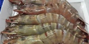 Frozen Brown Shrimp