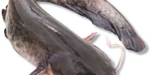 Frozen Cat Fish