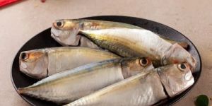 Frozen Indian Mackerel Fish