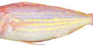 Frozen Japanese Threadfin Bream Fish