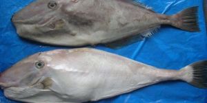 Frozen Leather Jacket Fish