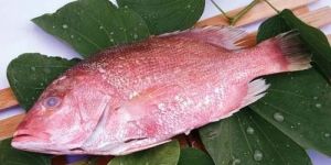 Frozen Red Snapper Fish