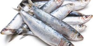 Frozen Sardine Fish