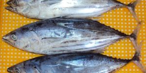 Frozen Skip Jack Tuna Fish