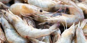 Frozen White Leg Shrimp