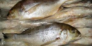 Frozen White Snapper Fish