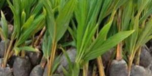 Coconut Plants