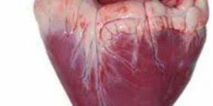 Fresh Buffalo Heart Meat