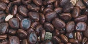Tamarind Seeds