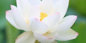 Fresh White Lotus Flower