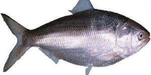 Fresh Hilsa Fish