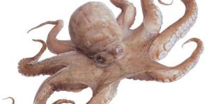 Fresh Octopus