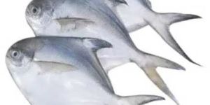 Fresh Pomfret Fish