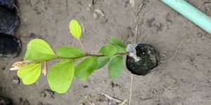 Kashmiri Apple Ber Plant