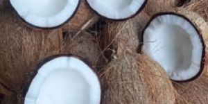 Semi Husked Coconuts