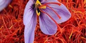Kashmiri Saffron