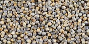 Pearl Millet