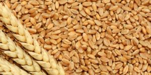 Wheat Grain