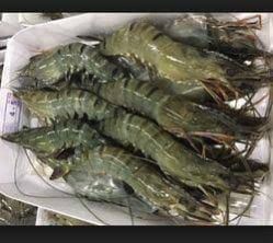 Chilika Tiger Prawns